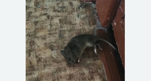 Дезинфекция от мышей в Байкальске