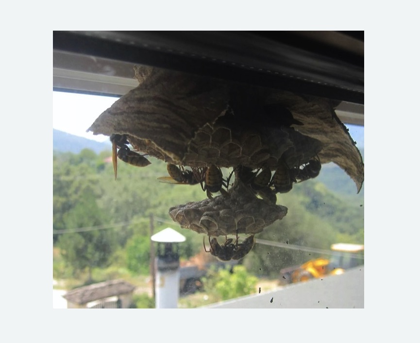 Уничтожение гнёзд шершней в Байкальске