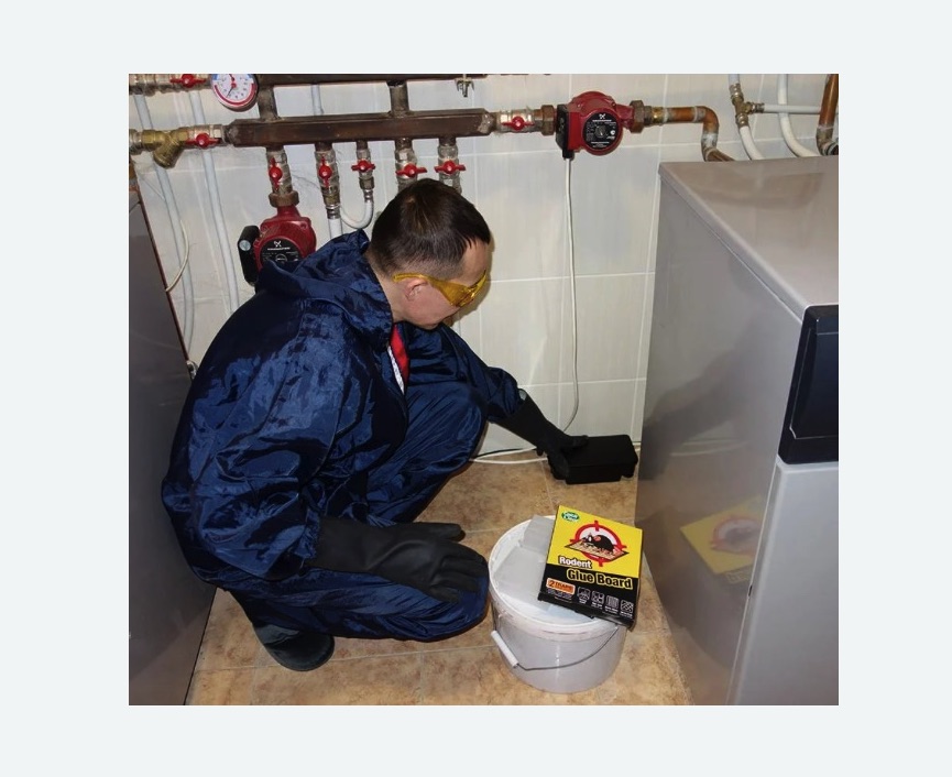 Уничтожение крыс в Байкальске