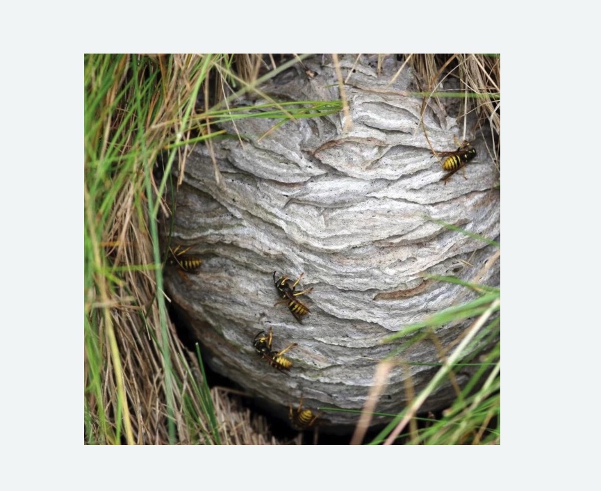 Уничтожение ос и ульев в Байкальске